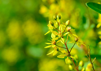 closeup  of yellow fliower ( galphimia; Thryallis glauca Kuntze)