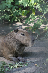 Capybara