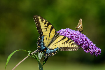 Colorful Butterfly resting on a flower.