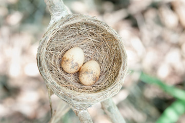 Bird nest on tree branch with two eggs inside.