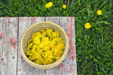 fresh summer dandelion flowers in basket on table
