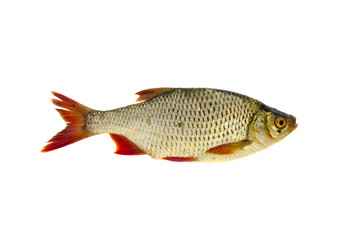 fresh rudd (Scardinius erythrophthalmus) fish isolated on white