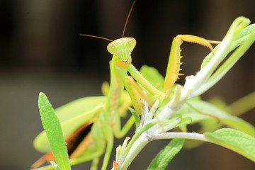 Narrow-winged Mantis (Tenodera angustipennis) eating cicada 