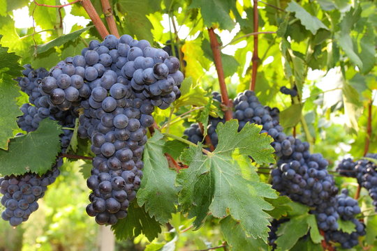 Ciliegiolo - Black grapes