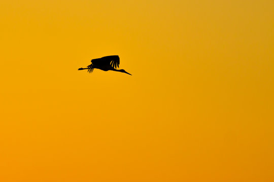Black silhouette of stork was flying on sunset