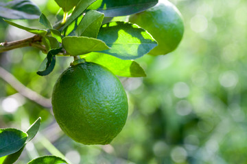 Citrus lime fruit on tree