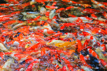 Koi fish or Carp