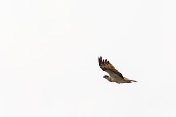 Osprey flying