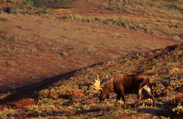 Bull Moose