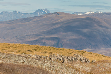 Fototapeta na wymiar flock of sheep marching across arid slopes