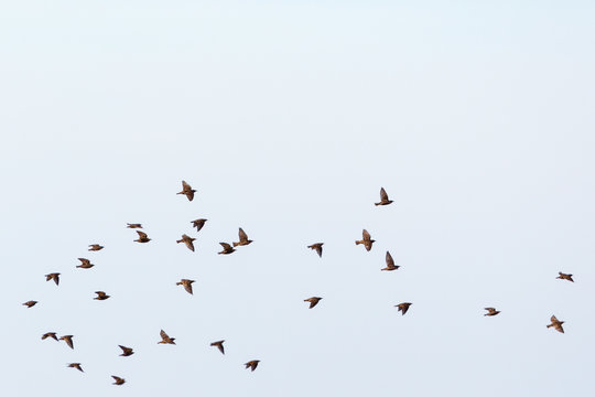 Flock Of Starlings