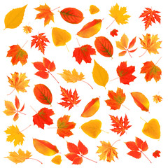 Autumn leaves collage isolated on white