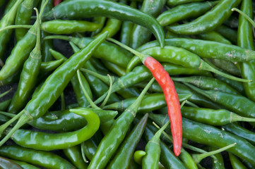 Chillies for sale in India