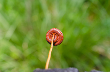 Millipede is insects that have several Legs