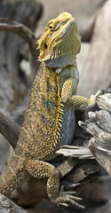 Bearded dragon