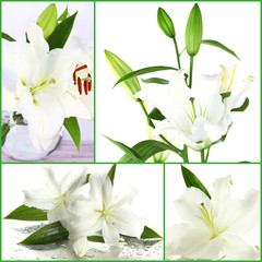 Collage of beautiful white lilies