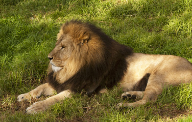 Obraz na płótnie Canvas Male lion resting