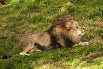 Male lion