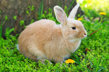 Cute rabbit, outdoors