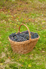 Fototapeta na wymiar Wine grapes in basket