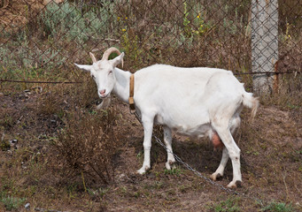 Obraz na płótnie Canvas White goat