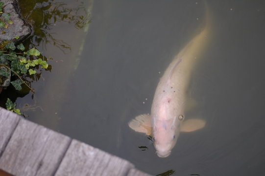 Fisch