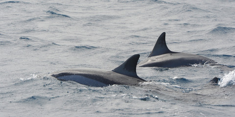 dauphin