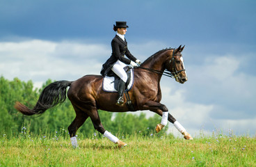 Woman riding a horse on the hill. Equestrian sport - dressage. - obrazy, fototapety, plakaty