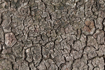weathered spitted wood texture