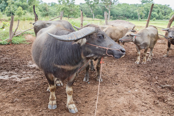 Thai buffaloes