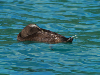 Obraz premium eider à duvet