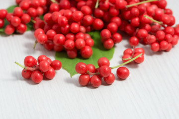 Schisandra chinensis Fruit and Berries