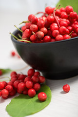 Schisandra chinensis Fruit and Berries