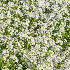 background of the popular garden annual alyssum