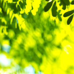 Fototapeta na wymiar image of a green blur background