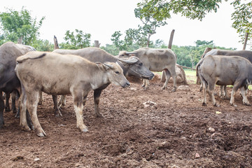 Thai buffaloes