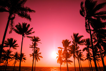 Obraz premium palm trees silhouette on sunset tropical beach