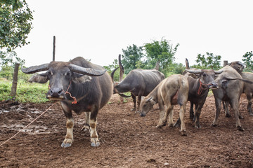 Thai buffaloes