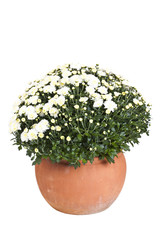 Weiße Chrysanthemen im Blumentopf isoliert