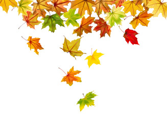 Maple autumn falling leaves, vector illustration.