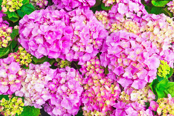 Pink hydrangea flowers heads close-up.