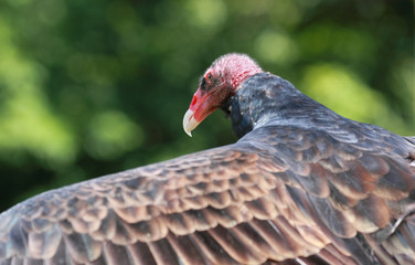 urubu a tête rouge