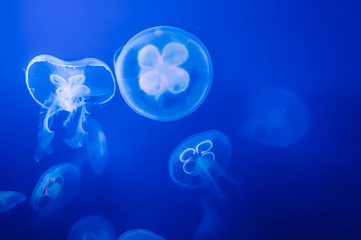 Group of Aurelia auritas