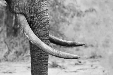 Papier Peint photo Lavable Éléphant Trompe d& 39 éléphant boueuse et défenses en gros plan artistique noir et blanc
