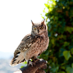 owl on falconry