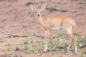 Small Steenbok female walking carefully over open dry ground