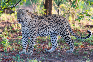 Large male leopard busy marking his territory on tree