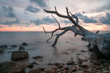 Sunset over the island. Dry tree on the foreground