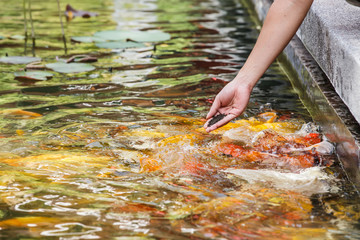 Feeding koi carp by hand