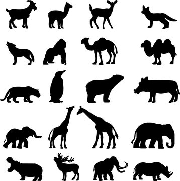 Animal vector collection